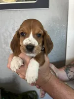 Coco, a female Basset Hound for sale in Pittsburg, CA – 1 of 3