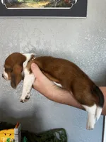 Jean-Luc, a male Basset Hound for sale in Pittsburg, CA – 3 of 3
