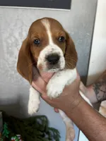Rusty, a male Basset Hound for sale in Pittsburg, CA – 2 of 3