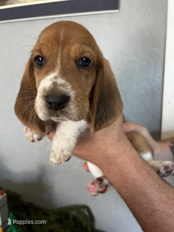 Chloe – Basset Hound puppy for sale in Pittsburg, CA