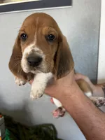 Chloe, a female Basset Hound for sale in Pittsburg, CA – 1 of 3