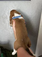 Bluey, a female Basset Hound for sale in Pittsburg, CA – 2 of 3