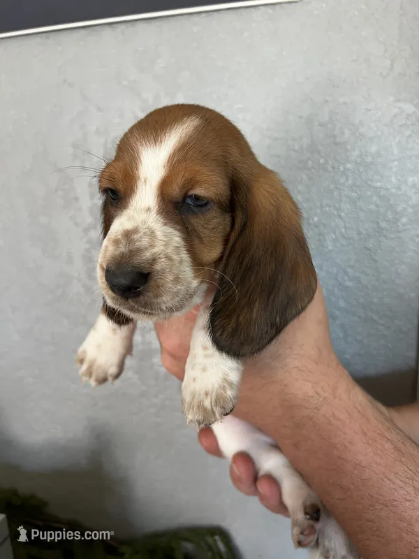 Pom-Pom – Basset Hound puppy for sale in Pittsburg, CA