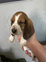 Pom-Pom, a female Basset Hound for sale in Pittsburg, CA – 1 of 3