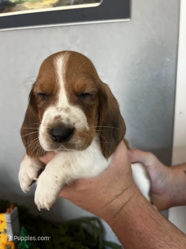 Snickers – Basset Hound puppy for sale in Pittsburg, CA