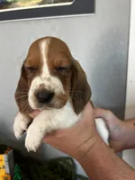 Snickers, a male Basset Hound for sale in Pittsburg, CA – 1 of 3