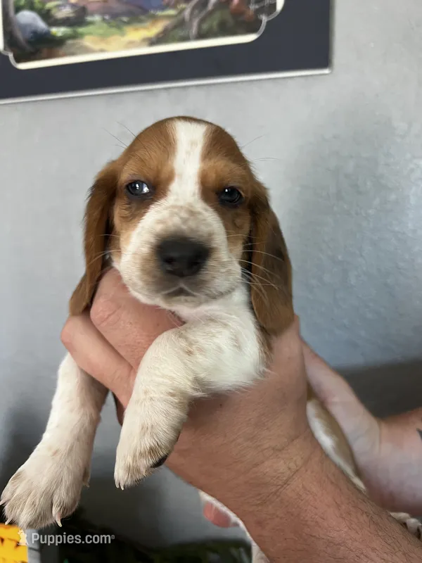 Bluey – Basset Hound puppy for sale in Pittsburg, CA