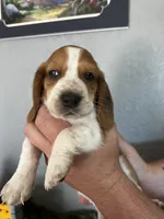 Bluey, a female Basset Hound for sale in Pittsburg, CA – 1 of 3