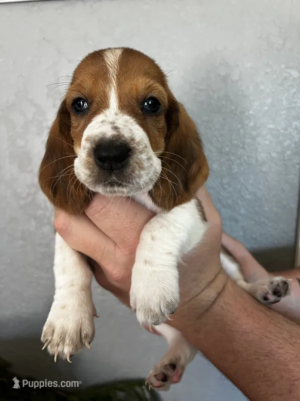 Bingo – Basset Hound puppy for sale in Pittsburg, CA