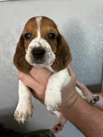 Bingo, a female Basset Hound for sale in Pittsburg, CA – 1 of 3