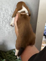 Jean-Luc, a male Basset Hound for sale in Pittsburg, CA – 2 of 3