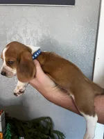 Bluey, a female Basset Hound for sale in Pittsburg, CA – 3 of 3