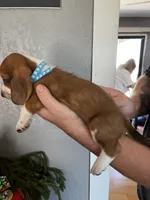 Buddy, a male Basset Hound for sale in Pittsburg, CA – 2 of 3