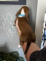 Buddy, a male Basset Hound for sale in Pittsburg, CA – 3 of 3