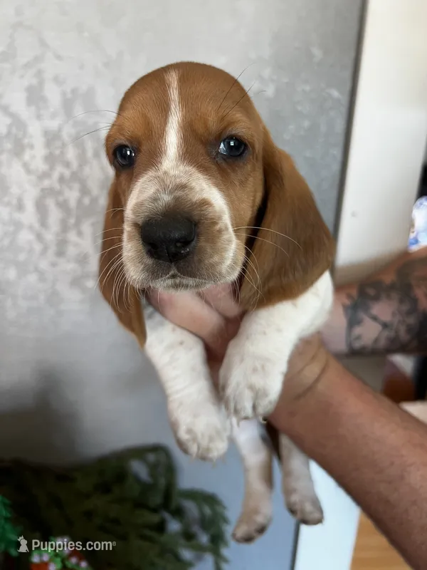 Indy – Basset Hound puppy for sale in Pittsburg, CA