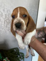 Indy, a female Basset Hound for sale in Pittsburg, CA – 1 of 3