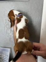 Muffin, a female Basset Hound for sale in Pittsburg, CA – 2 of 3