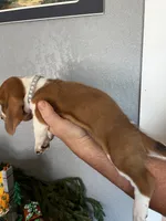 Indy, a female Basset Hound for sale in Pittsburg, CA – 3 of 3