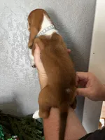 Indy, a female Basset Hound for sale in Pittsburg, CA – 2 of 3