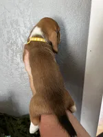Chloe, a female Basset Hound for sale in Pittsburg, CA – 3 of 3