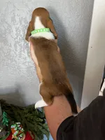 Snickers, a male Basset Hound for sale in Pittsburg, CA – 2 of 3