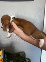 Coco, a female Basset Hound for sale in Pittsburg, CA – 3 of 3