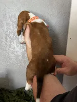 Bingo, a female Basset Hound for sale in Pittsburg, CA – 2 of 3