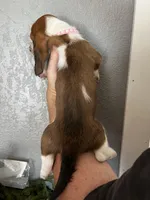 Pom-Pom, a female Basset Hound for sale in Pittsburg, CA – 2 of 3