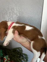 Rusty, a male Basset Hound for sale in Pittsburg, CA – 1 of 3