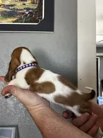 Muffin, a female Basset Hound for sale in Pittsburg, CA – 3 of 3