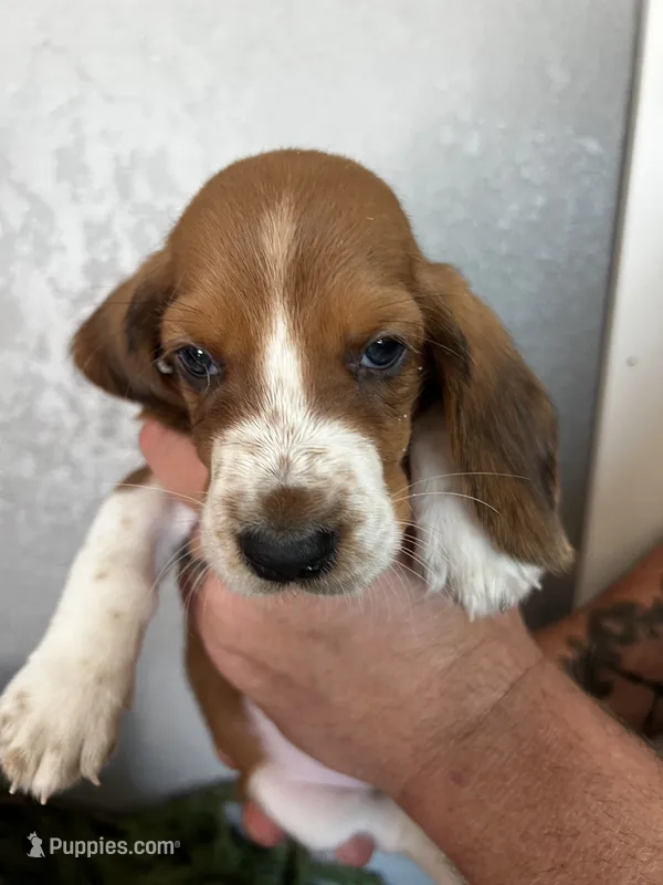 Jean-Luc – Basset Hound puppy for sale in Pittsburg, CA