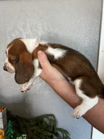 Pom-Pom, a female Basset Hound for sale in Pittsburg, CA – 3 of 3