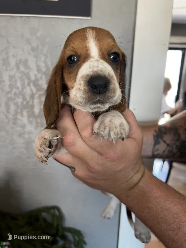 Buddy – Basset Hound puppy for sale in Pittsburg, CA