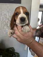 Buddy, a male Basset Hound for sale in Pittsburg, CA – 1 of 3