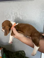 Bingo, a female Basset Hound for sale in Pittsburg, CA – 3 of 3