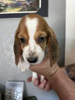 Muffin, a female Basset Hound for sale in Pittsburg, CA – 1 of 3