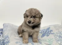 Petrie, a male Australian Shepherd and German Shepherd Dog for sale in Belleville, MI – Photo 1 of 3