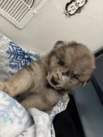 Petrie, a male Australian Shepherd and German Shepherd Dog for sale in Belleville, MI – Photo 3 of 3