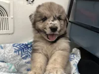 Petrie, a male Australian Shepherd and German Shepherd Dog for sale in Belleville, MI – Photo 2 of 3