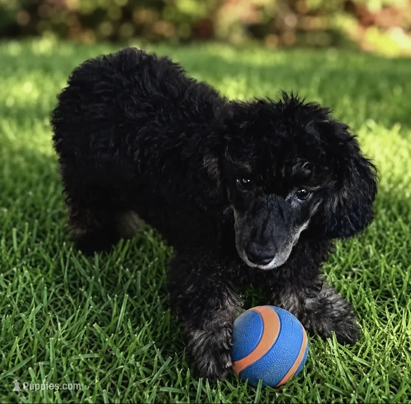 Mr. Darcy – Poodle - Toy  puppy for sale in Puyallup, WA