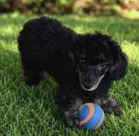 Loki- SOLD, a male Poodle - Toy  for sale in Puyallup, WA – 2 of 4