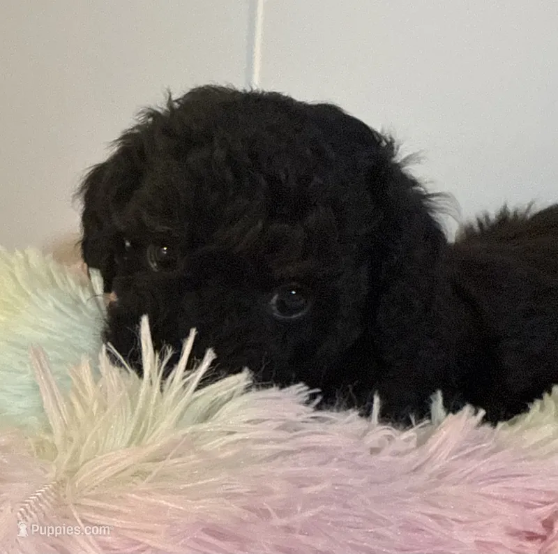 🎩 Tux black – Poodle - Toy  puppy for sale in Puyallup, WA