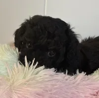  Tux black, a male Poodle - Toy  for sale in Puyallup, WA – 7 of 7