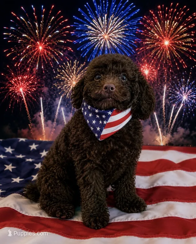 🐶 Curly (dark brown)🤎🐾 – Poodle - Toy  puppy for sale in Puyallup, WA