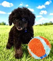 Mr. Darcy, a male Poodle - Toy  for sale in Puyallup, WA – 5 of 6