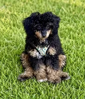 Bianca-GUARDIAN HOME!, a female Poodle - Toy  for sale in Puyallup, WA – 4 of 4