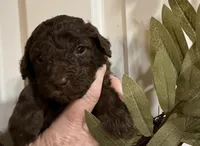 Buster Brown, a male Poodle - Miniature  for sale in Puyallup, WA – 2 of 3