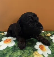 Tux, a male Poodle - Toy  for sale in Puyallup, WA – 1 of 4