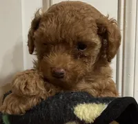 ✨ Junior ✨, a male Poodle - Toy  for sale in Puyallup, WA – 2 of 3