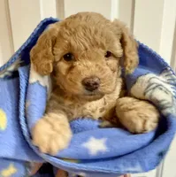 Twinkle , a male Poodle - Toy  for sale in Puyallup, WA – 1 of 5
